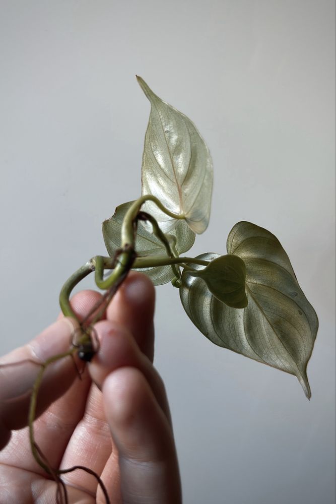 Philodendron brandtianum - drobnolistny Filodendron, srebrzysty splash
