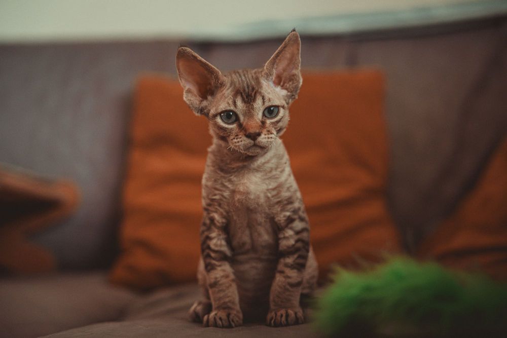 Kocurek Devon rex FPL Felis