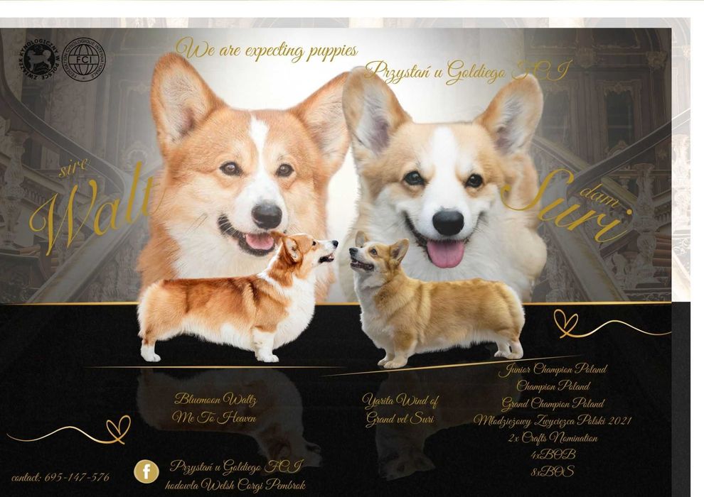 Welsh Corgi Pembroke FCI Piesek