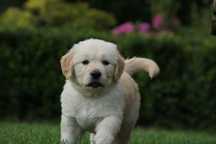 Golden Retriever FCI, piesek