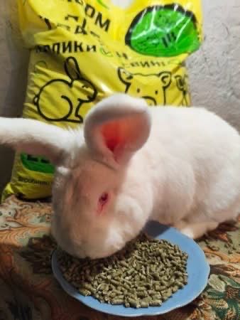 Комбікорм, корм для кролів, кроликів  гранули.