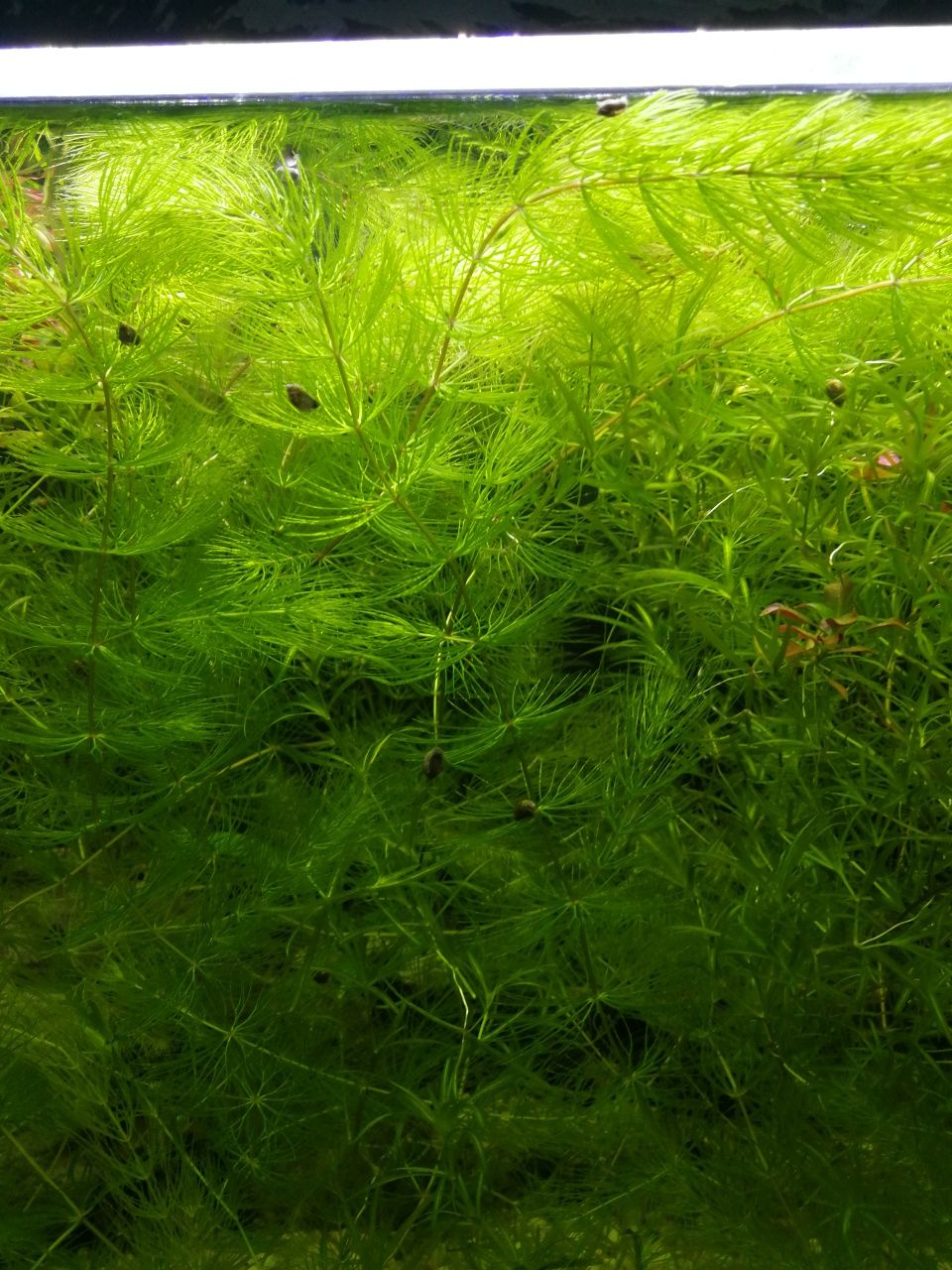 Hornwort - planta de aquário de fácil manutenção