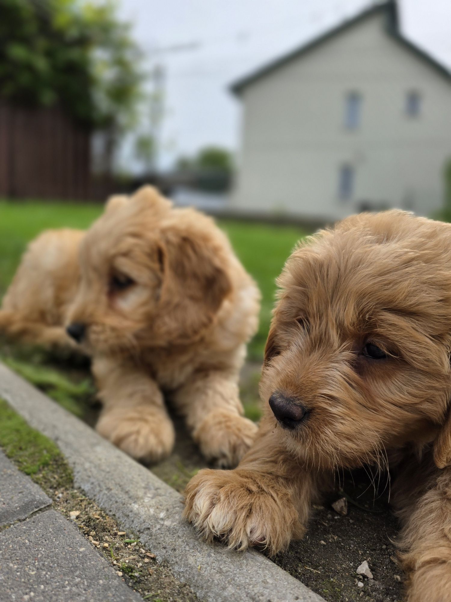 GOLDENDOODLE piesek f1 medium i standard