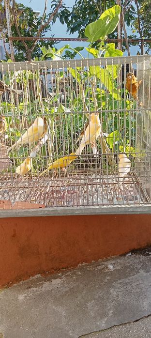 Canários machos e fêmeas 2025