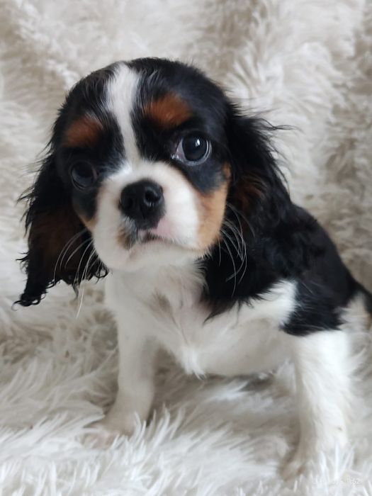 Cavalier King Charles Spaniel