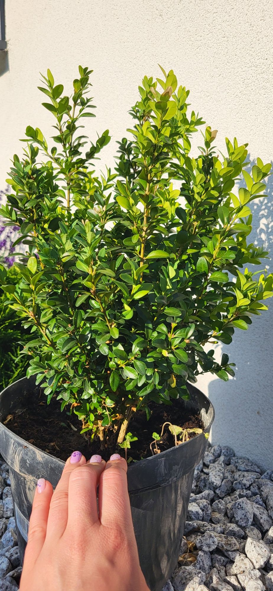 Bukszpan DUŻY 50cm w doniczce