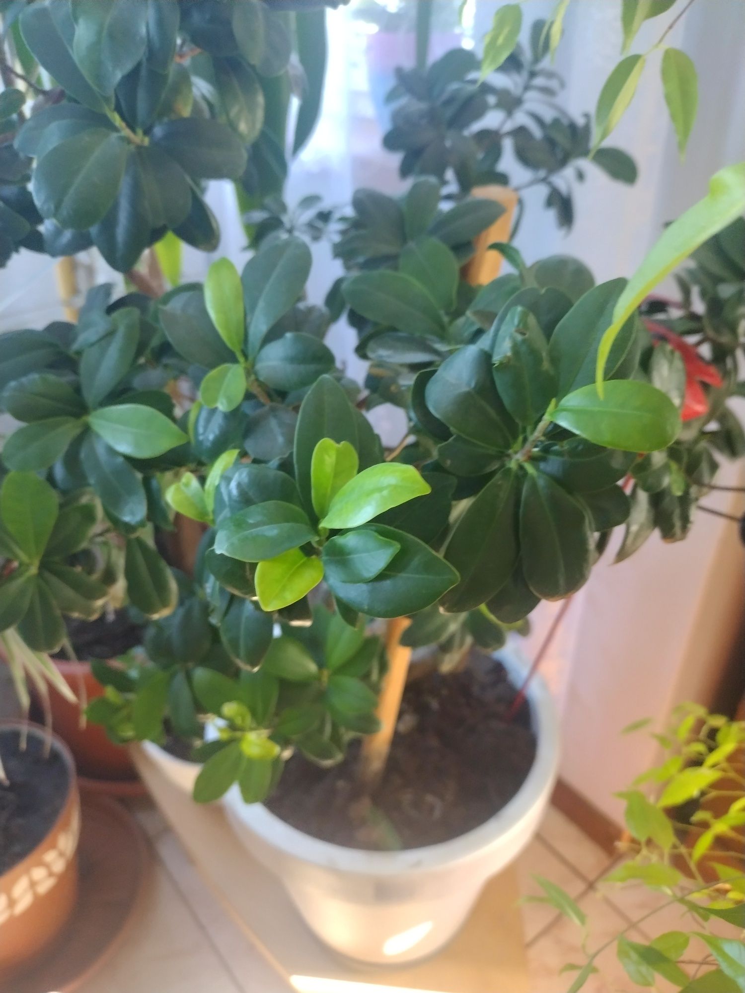 Bonsai drzewko mlode
