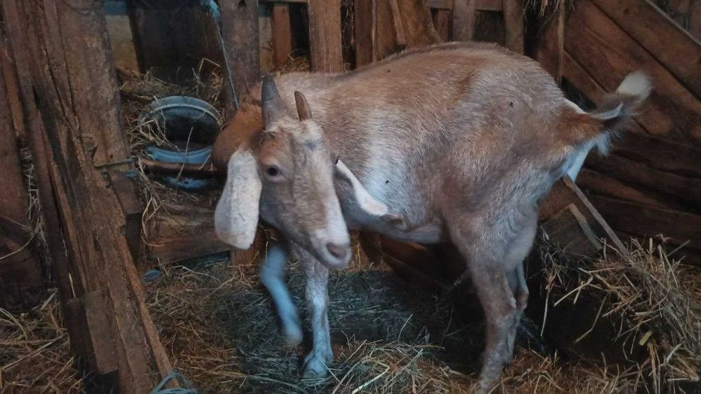 дійна коза, покрита