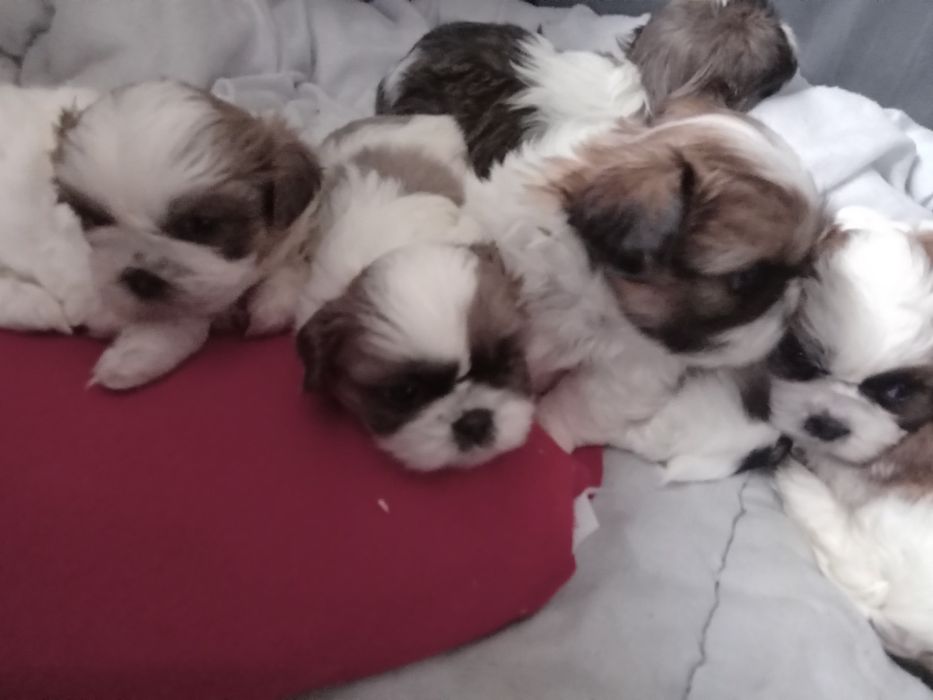 Maluszki Shihtzu