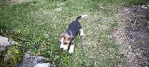 beagle criado em ambiente familiar disponível para entrega imediata d