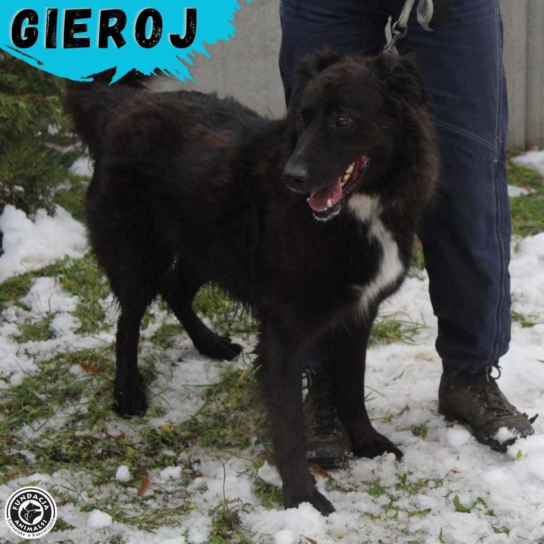 GIEROJ - wniesie do domu wiele atrakcji