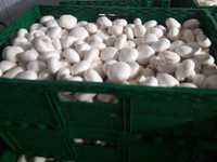 Продам грибы Шампиньоны