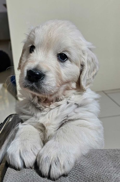 Golden retriever FCI ZKwP piesek po championie, dogoterapia badania