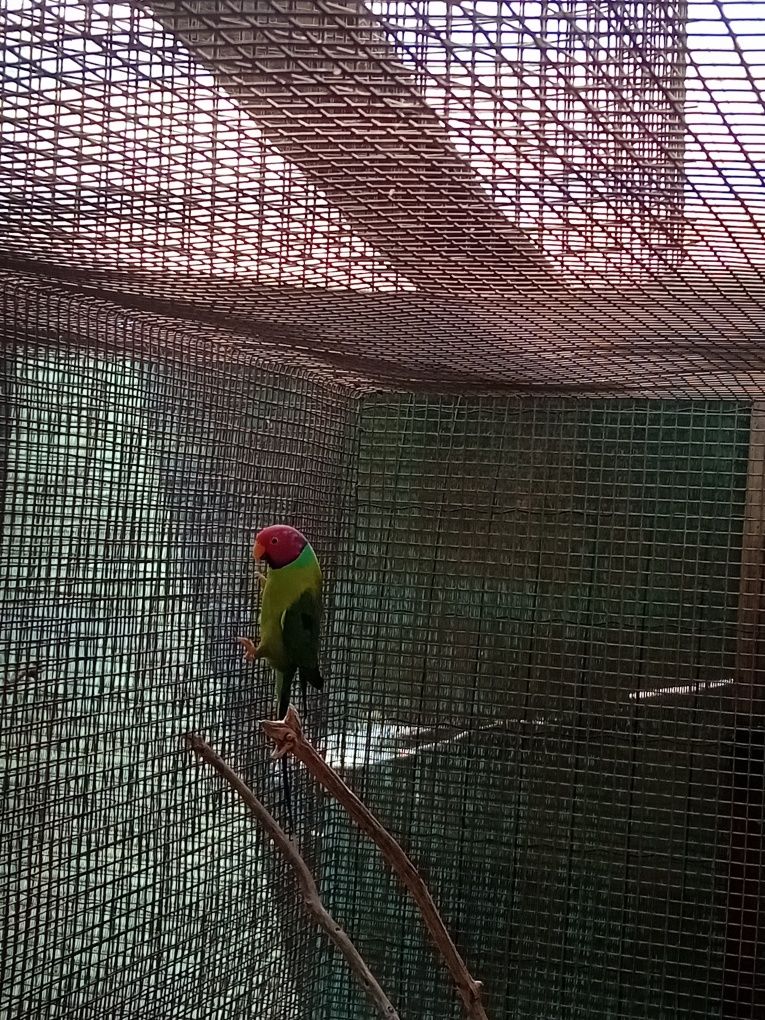 Vendo cabeça de ameixa