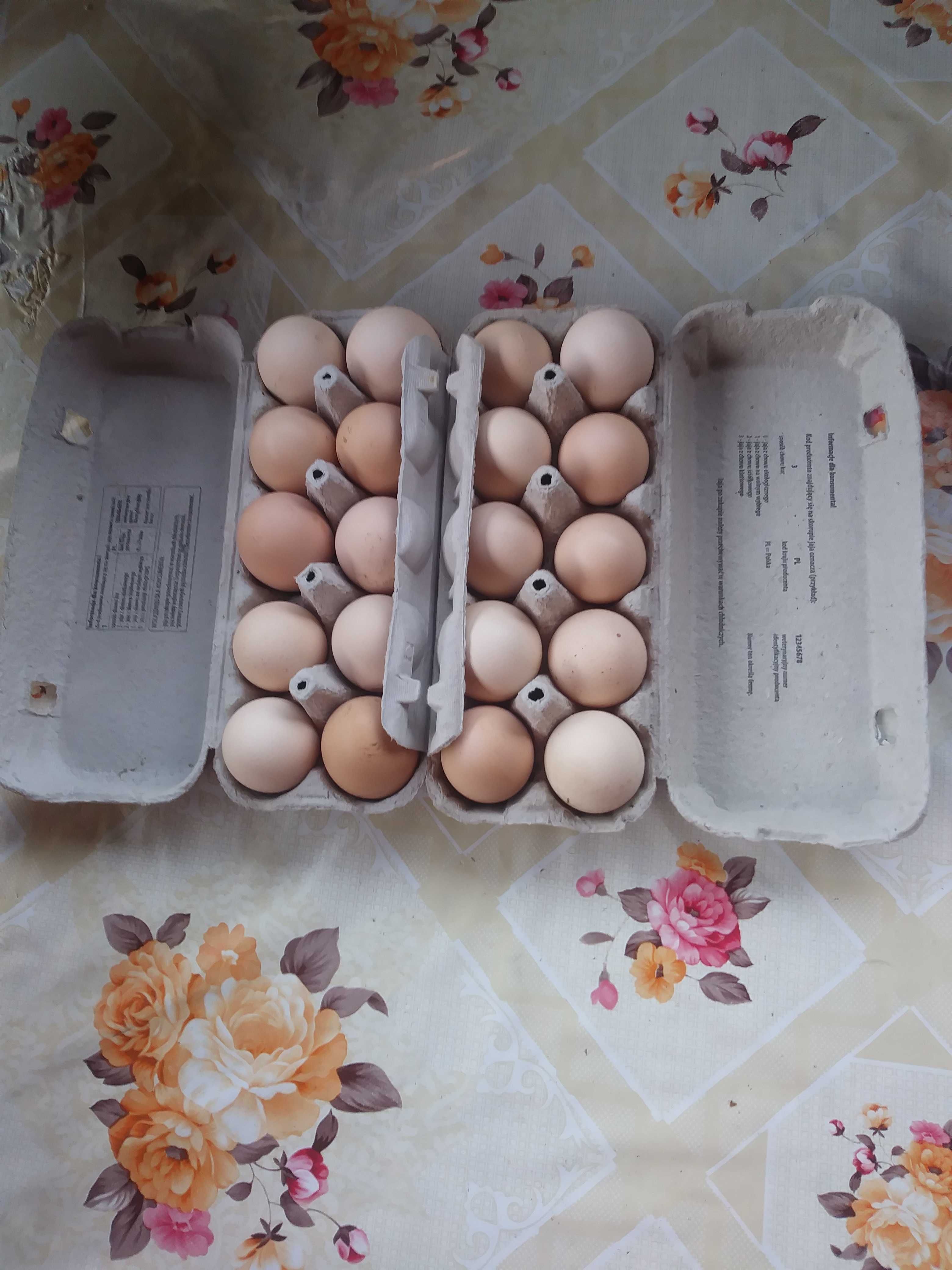Świeże jaja z własnej hodowli.