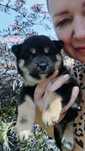 Shiba inu ZKwP/FCI do odbioru