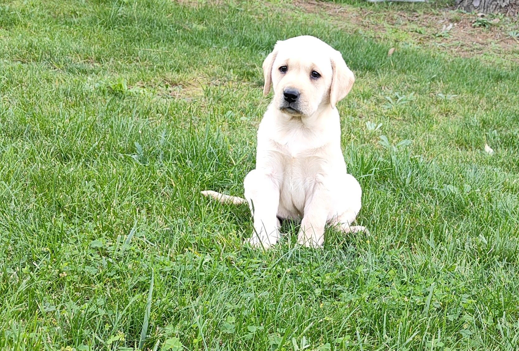 Labrador Retriever