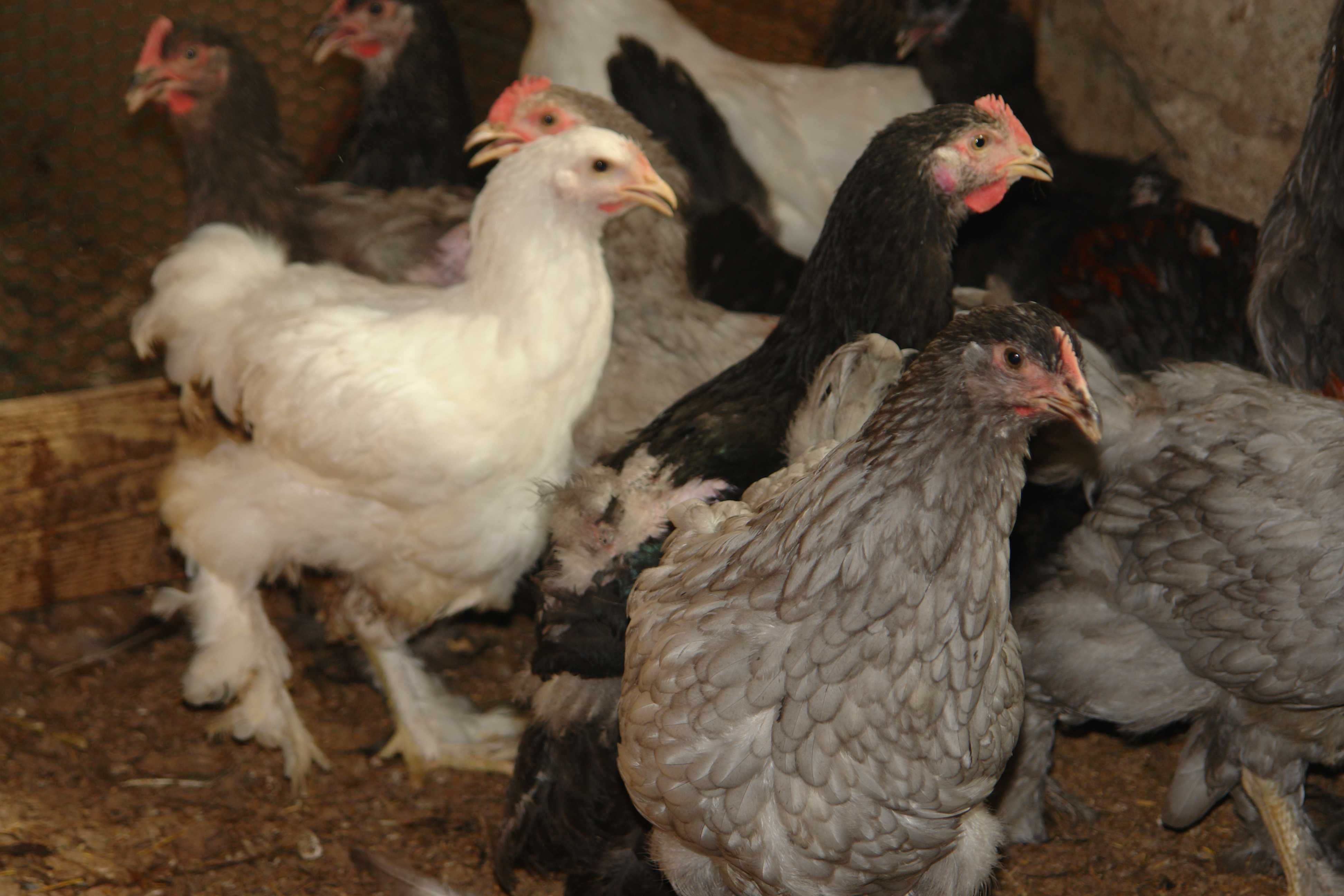 koguty kury młode brahma silka czubatka ayam cemani