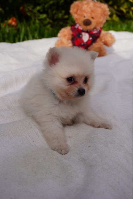 Spitz Anão mini macho