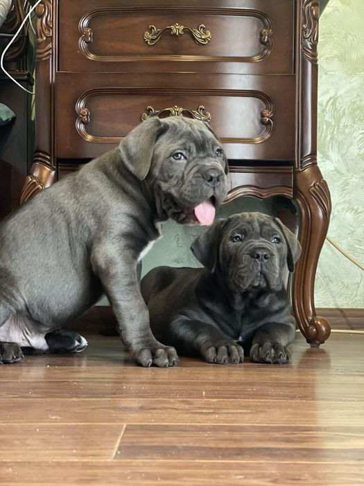 Елітні щеночки Cane corso-сірого окрасу