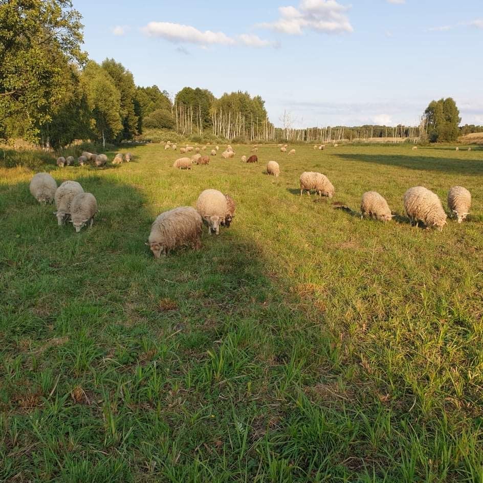 Sprzedam mlode baranki i owieczki