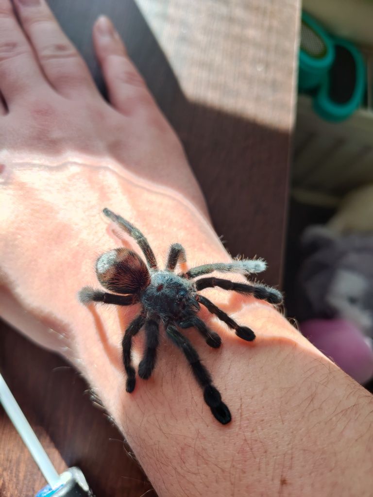 Caribena versicolor 3-4dc