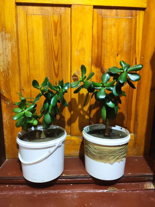 Грошове дерево толстянка