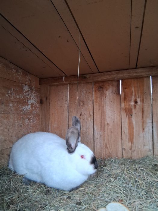 Krolik samiec kalifornijski