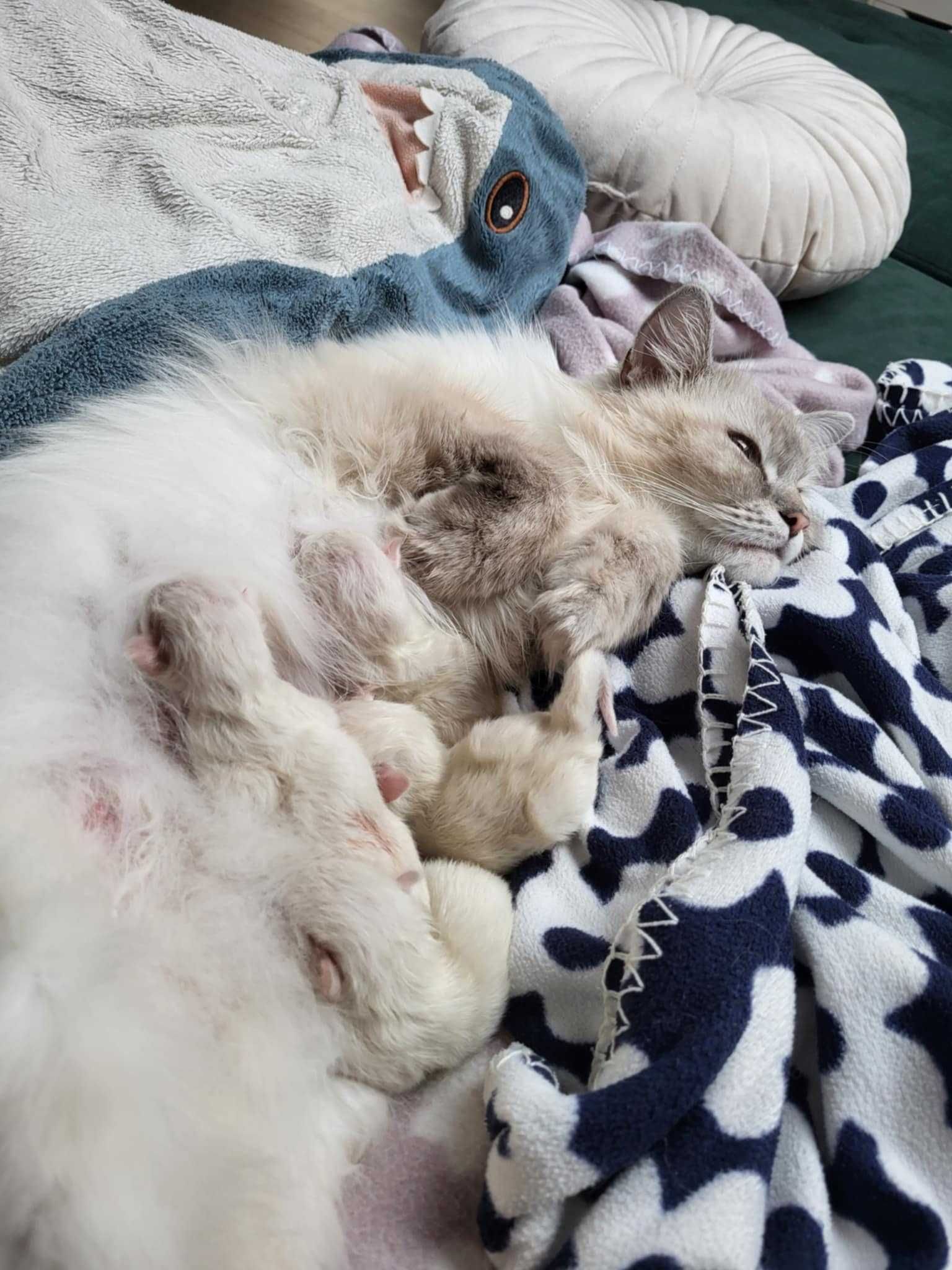 Kocięta rasy Ragdoll