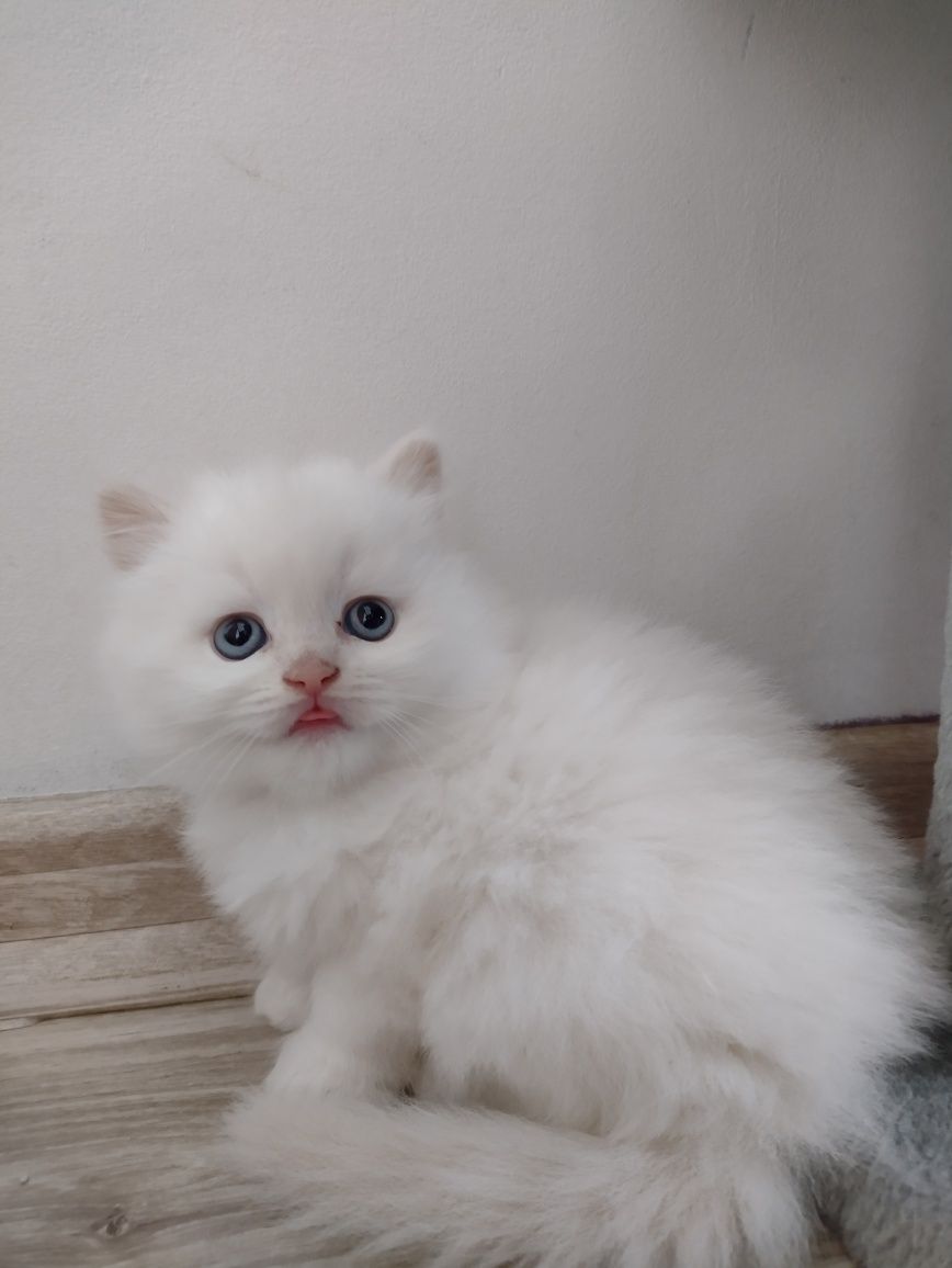 Kocurki rude pointy gotowe do odbioru