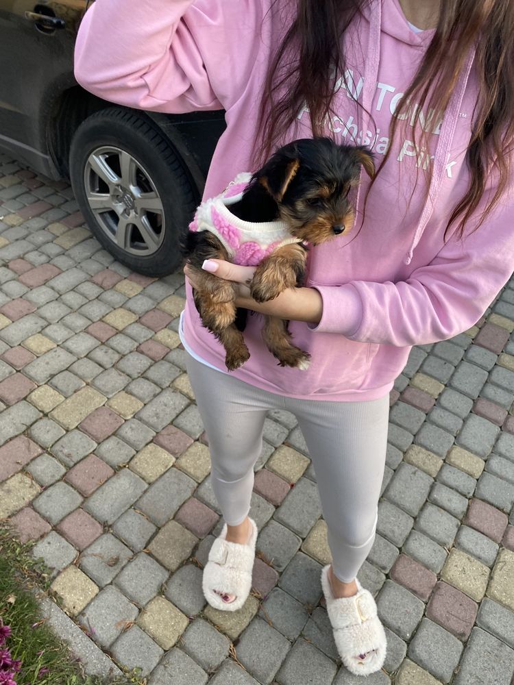 Йорчики цуцики