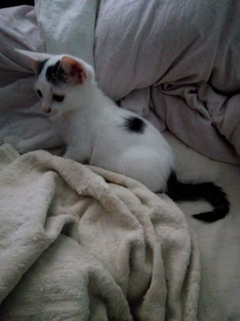котенок белый с черными пятнышками и черным хвостиком