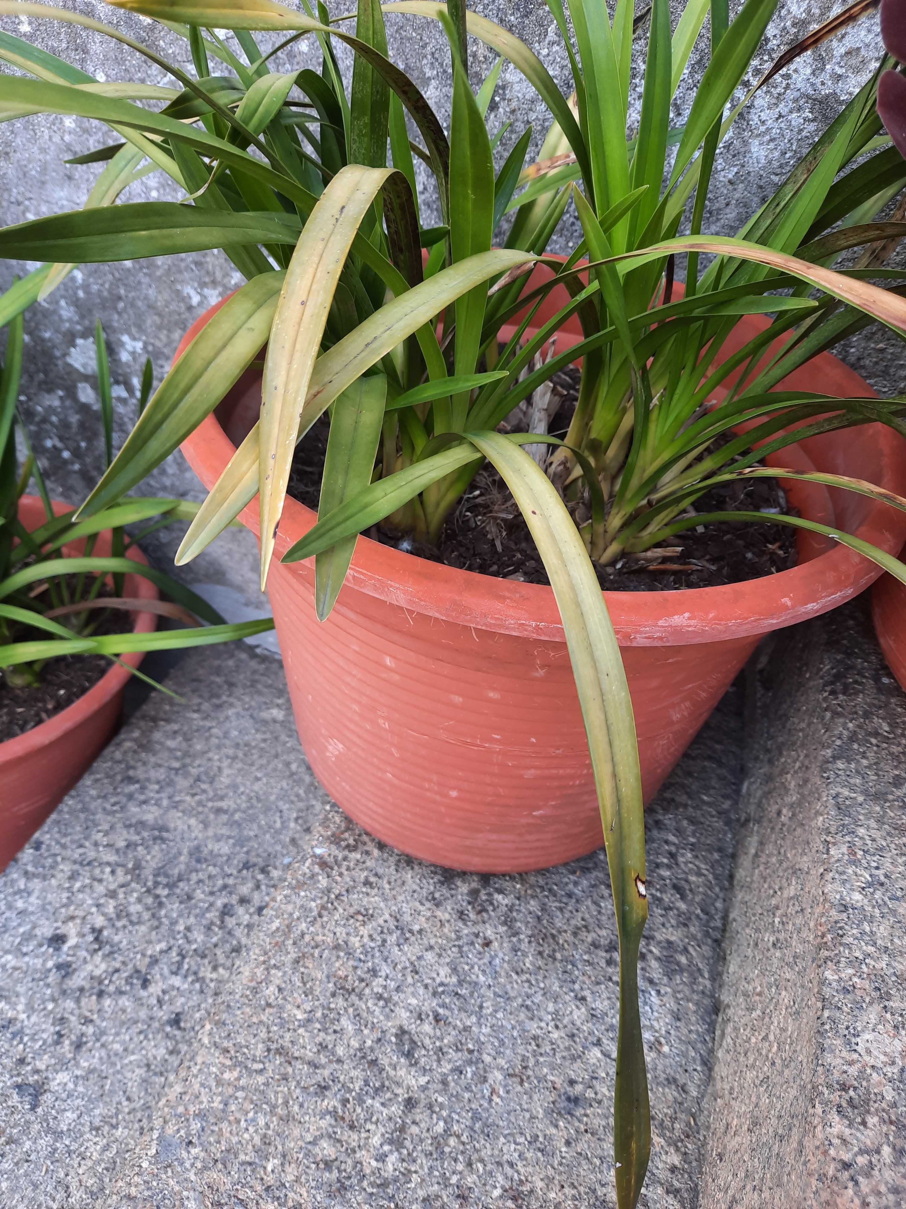 Vendo bolbos de orquídeas