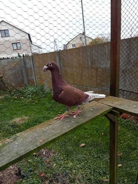 Gołębie Rzeszowski Rzeszowskie