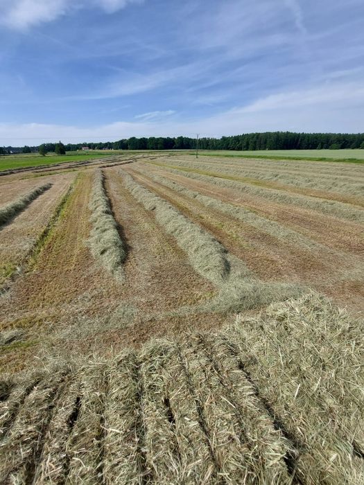 Siano kostki pierwszy i drugi pokos 2025