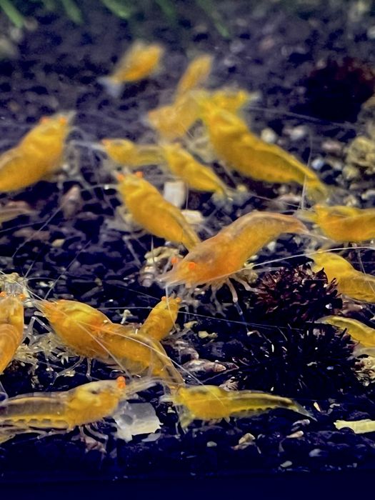 Krewetki Yellow King Kong OE