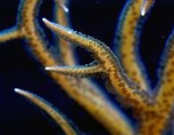 Seriatopora Hystrix Yellow