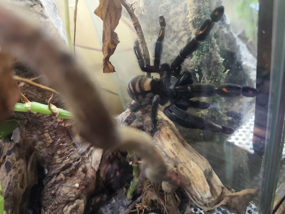 Irminia wraz z terrarium 5dc