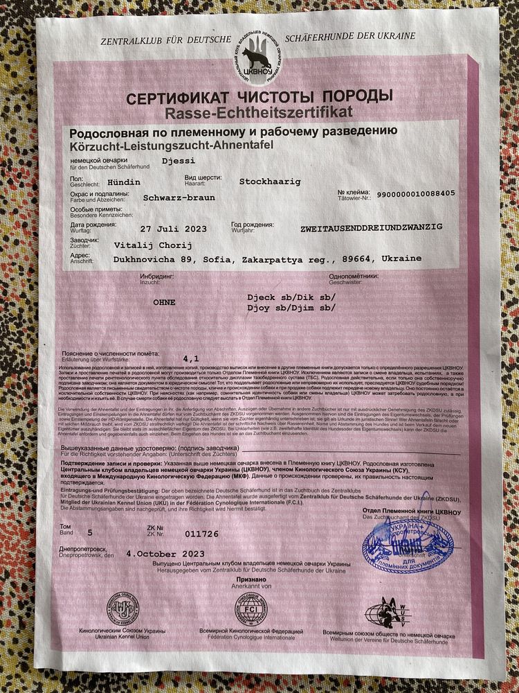 Чистокровна Німецька Овчарка.