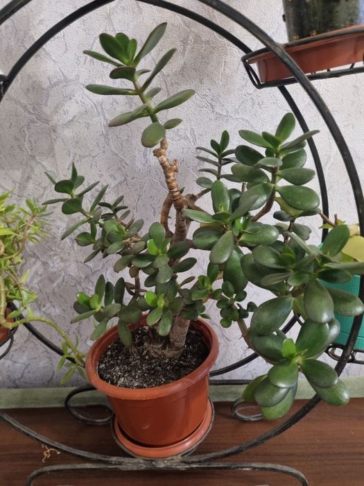 Растения и цветочная стойка