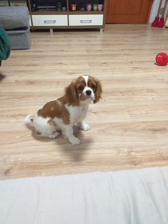 Pies rasowy Cavalier King Charles Spaniel