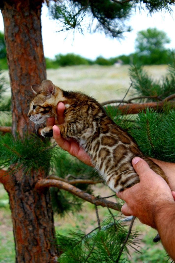 Шикарная Бенгальская кошечка