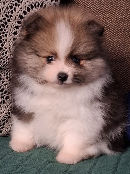 Suczka szpic miniaturowy Pomeranian Tricolor