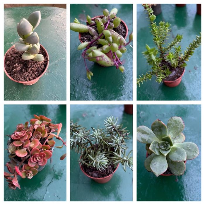 Suculentas com raizes 0,25€