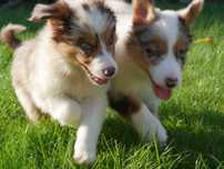 Border collie - Red Merle Tri Color