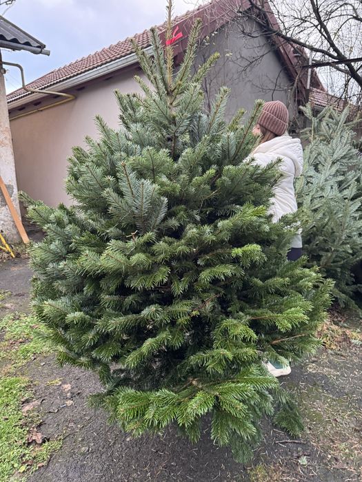 Ялиці нордман роздріб та гурт