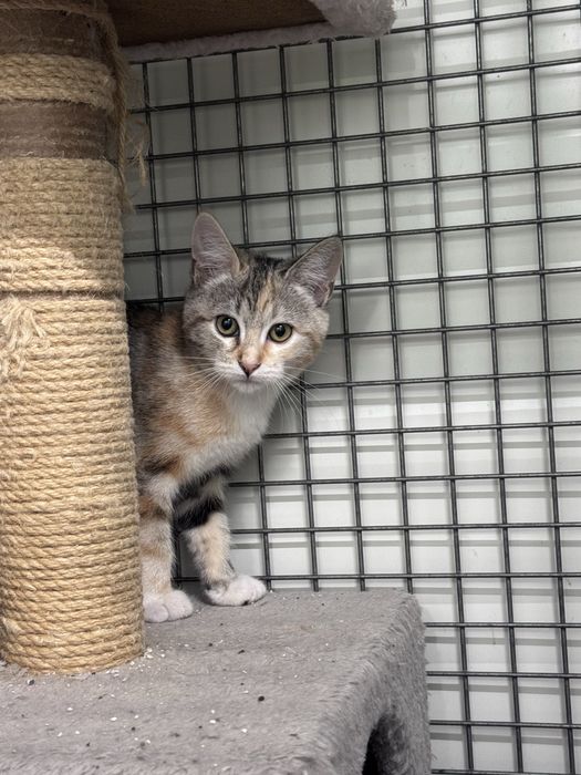 Gatinhos para adoção