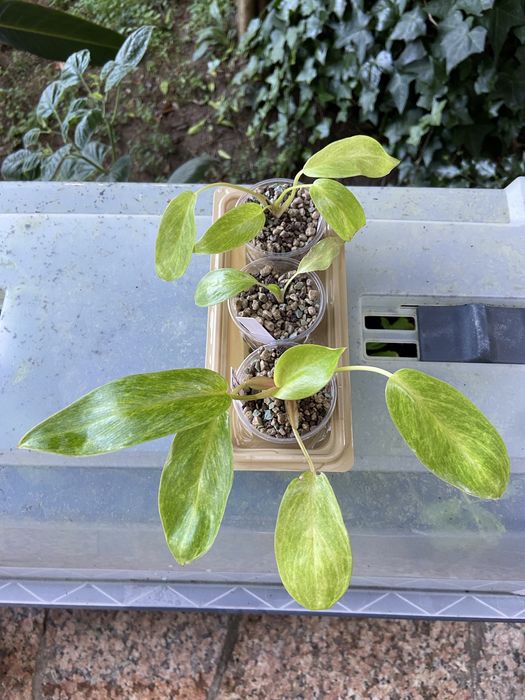 Philodendron Painted Lady