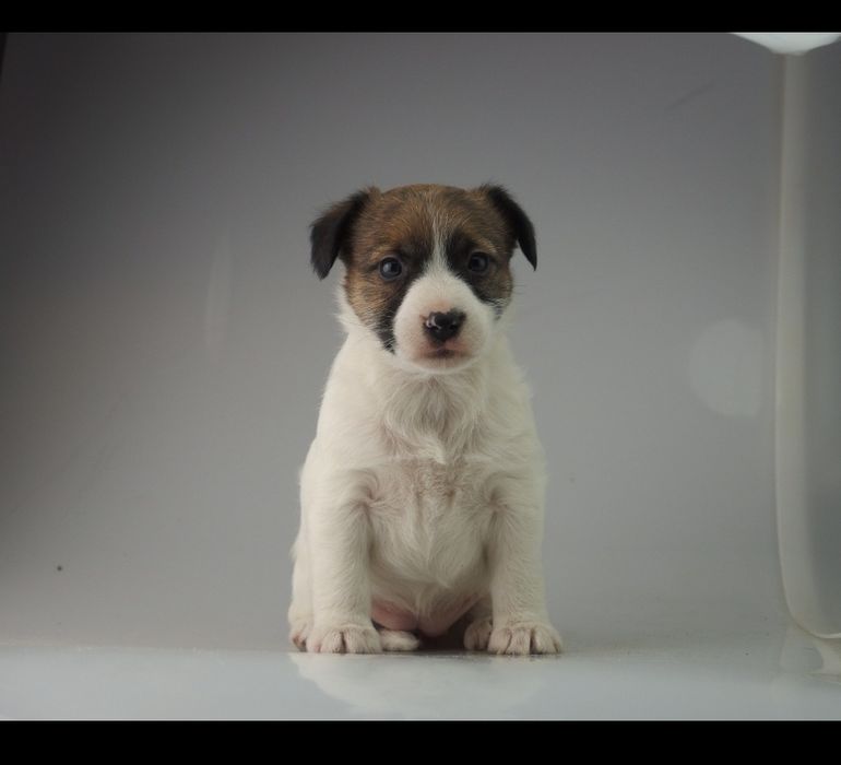 Jack Russell Terrier FCI SUCZKA