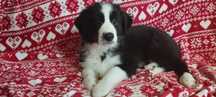 Border Collie  piesek czarno-biały piękny szczeniak:-)